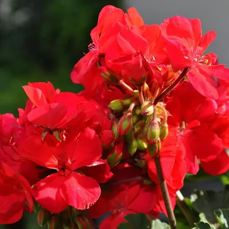 Ljubica Апартаменты