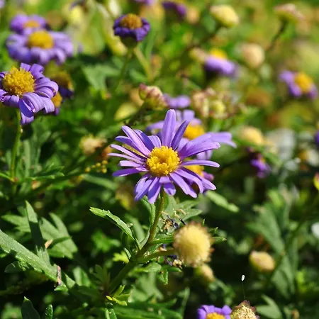 アパート Ljubica マカルスカ