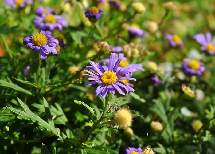 Apartman Ljubica Makarska